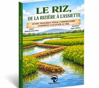 Le riz, de la rizière à l’assiètte